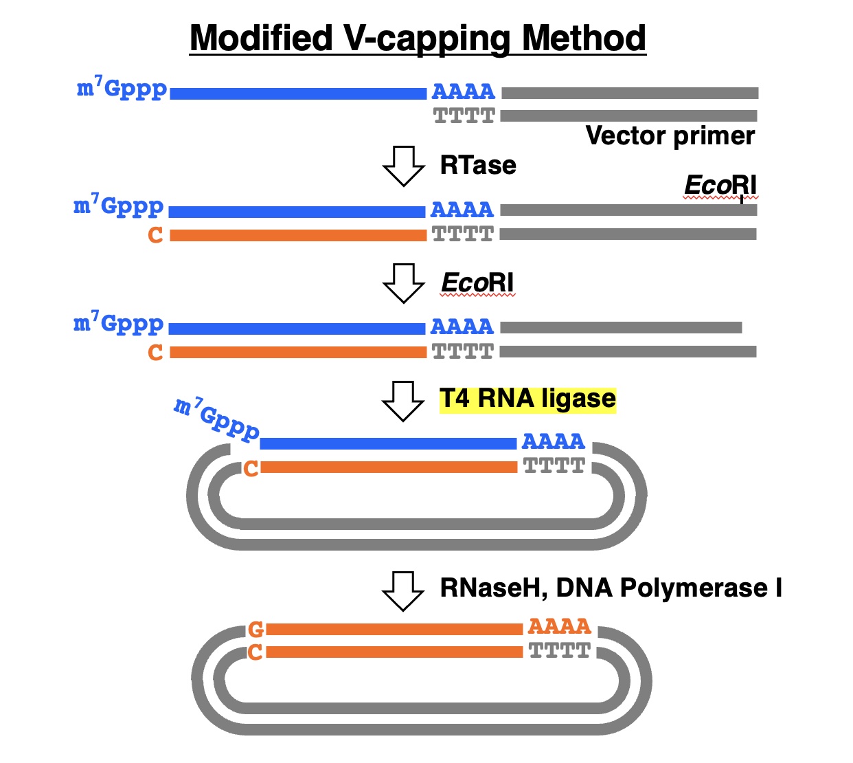 Modified V-capping method